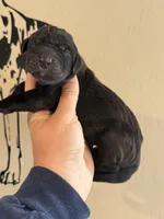 Taco, a female Great Dane for sale in Grand Junction, CO – 1 of 1