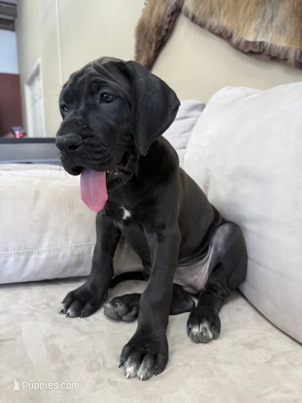 Roxy – Great Dane puppy for sale in Grand Junction, CO