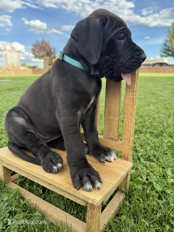 Roxy – Great Dane puppy for sale in Grand Junction, CO