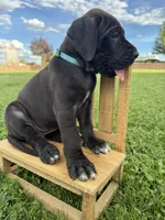 Roxy, a female Great Dane for sale in Grand Junction, CO – 1 of 5