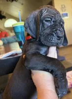 Taco, a female Great Dane for sale in Grand Junction, CO – 2 of 5