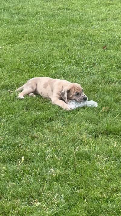 Ruby, a female Great Dane for sale in Grand Junction, CO – 5 of 5
