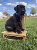 Roxy, a female Great Dane for sale in Grand Junction, CO – 3 of 5