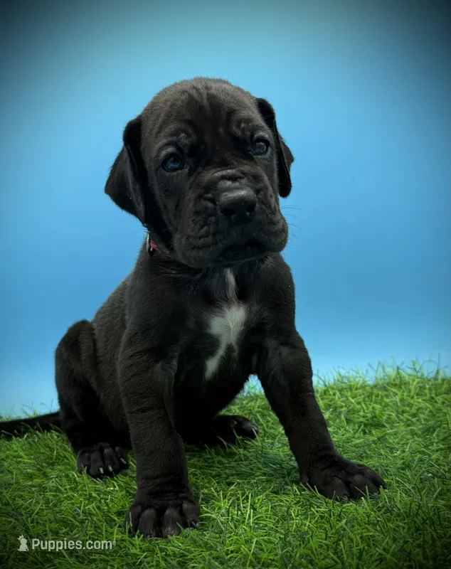 Taco – Great Dane puppy for sale in Grand Junction, CO