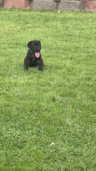 Roxy, a female Great Dane for sale in Grand Junction, CO – 5 of 5
