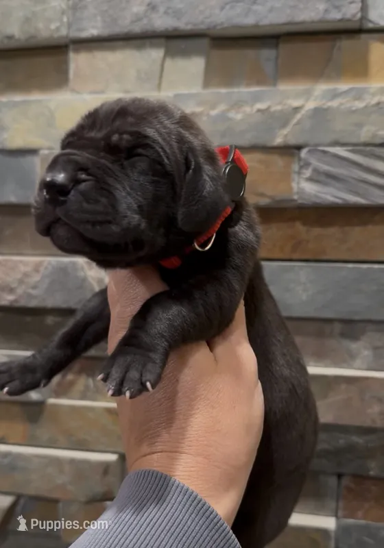 Taco – Great Dane puppy for sale in Grand Junction, CO