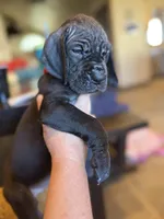 Taco, a female Great Dane for sale in Grand Junction, CO – 5 of 5
