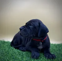 Taco, a female Great Dane for sale in Grand Junction, CO – 3 of 5