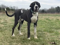 Jagger, a male Great Dane for sale in Grand Junction, CO – 3 of 3