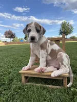Remi, a female Great Dane for sale in Grand Junction, CO – 2 of 5
