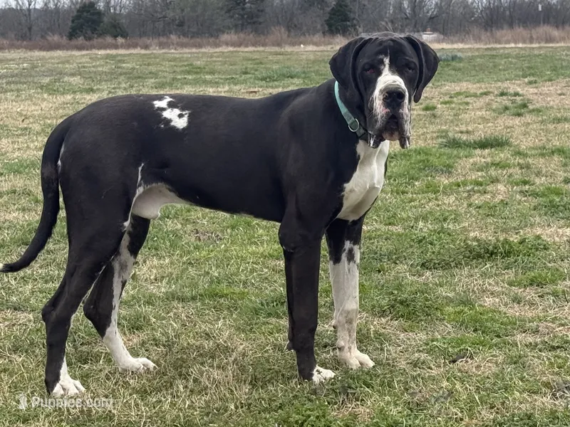 Jagger – Great Dane puppy for sale in Grand Junction, CO