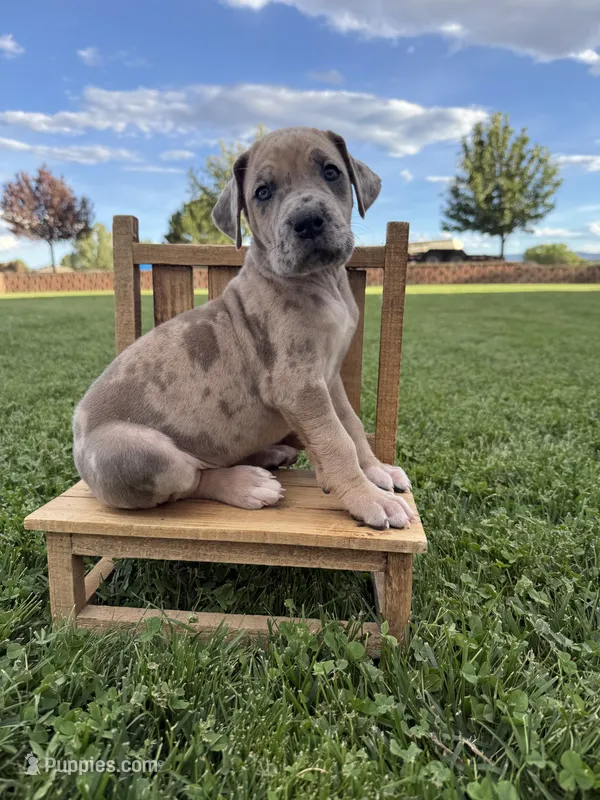 Ruby – Great Dane puppy for sale in Grand Junction, CO