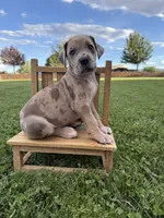 Ruby, a female Great Dane for sale in Grand Junction, CO – 1 of 5
