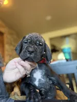 Taco, a female Great Dane for sale in Grand Junction, CO – 4 of 5