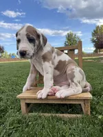 Remi, a female Great Dane for sale in Grand Junction, CO – 3 of 5