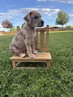 Ruby, a female Great Dane for sale in Grand Junction, CO – 4 of 5