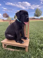 Roxy, a female Great Dane for sale in Grand Junction, CO – 2 of 5