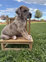 Ruby, a female Great Dane for sale in Grand Junction, CO – 2 of 5