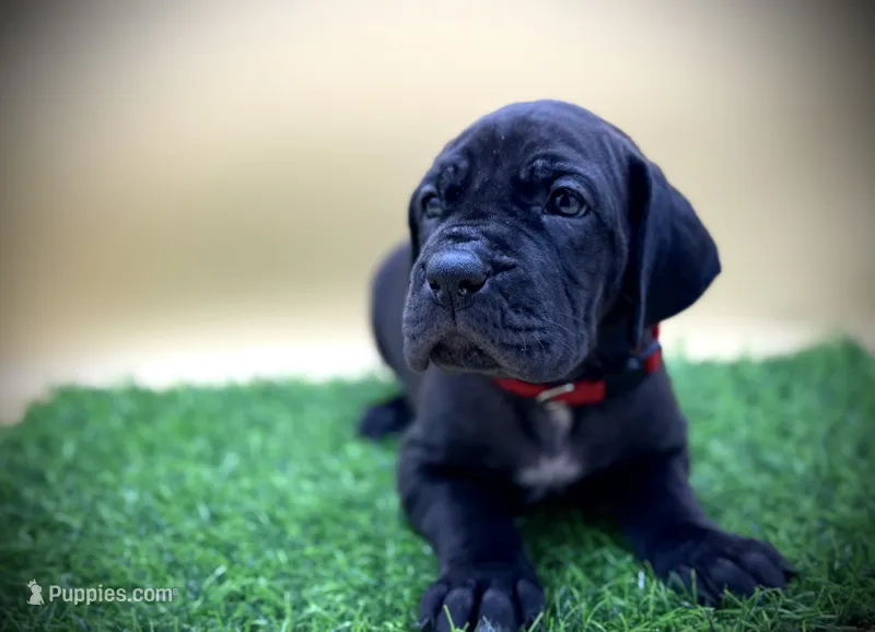 Taco – Great Dane puppy for sale in Grand Junction, CO