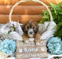 Westin, a male Whoodle for sale in Merritt, MI – 1 of 6