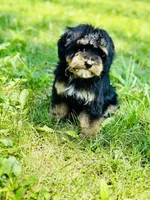 Snickers, a male Miniature Bernedoodle for sale in Merritt, MI – Photo 2 of 3