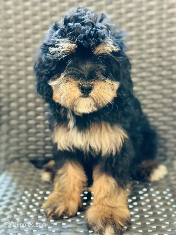 Snickers, a male Miniature Bernedoodle for sale in Merritt, MI – Photo 1 of 3