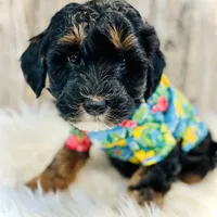 Fudge-mini, a male Whoodle for sale in Merritt, MI – Photo 1 of 3