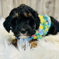 Fudge-mini, a male Whoodle for sale in Merritt, MI – Photo 2 of 3