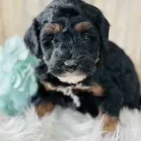 Fudge-mini, a male Whoodle for sale in Merritt, MI – Photo 3 of 3
