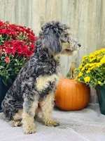 Bree, a female Poodle - Miniature  for sale in Merritt, MI – Photo 5 of 5