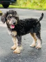 Bree, a female Poodle - Miniature  for sale in Merritt, MI – Photo 2 of 5