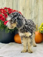 Bree, a female Poodle - Miniature  for sale in Merritt, MI – Photo 4 of 5