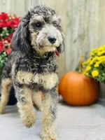 Bree, a female Poodle - Miniature  for sale in Merritt, MI – Photo 3 of 5