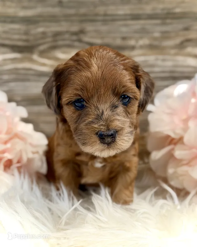 Daisy – Whoodle puppy for sale in Merritt, MI