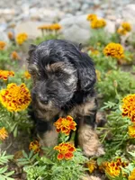 Drover, a male Whoodle for sale in Merritt, MI – 6 of 7