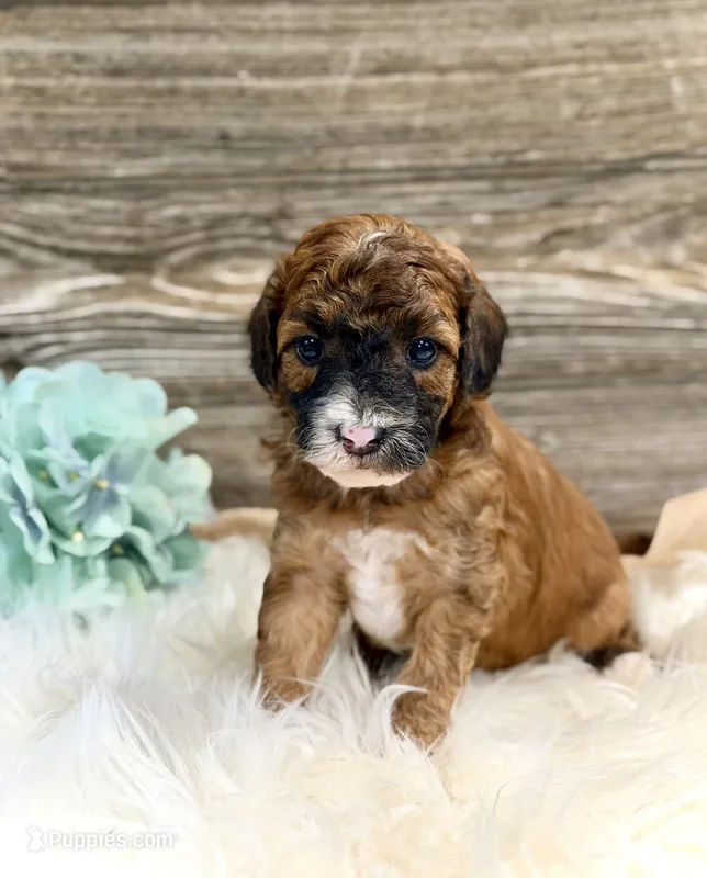 Westin – Whoodle puppy for sale in Merritt, MI