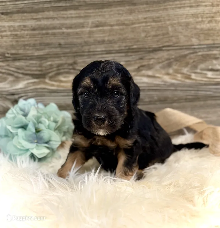 Drover – Whoodle puppy for sale in Merritt, MI