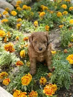Daisy, a female Whoodle for sale in Merritt, MI – 4 of 7