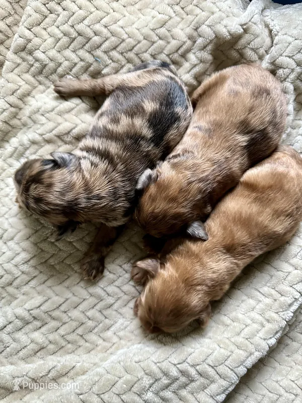 Mini, a male Whoodle for sale in Merritt, MI – Photo 1 of 2