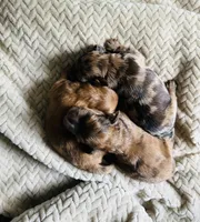 Mini, a male Whoodle for sale in Merritt, MI – Photo 2 of 2