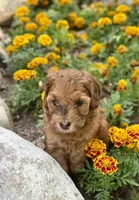 Petunia, a female Whoodle for sale in Merritt, MI – 7 of 9
