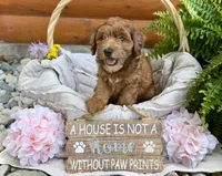 Daisy, a female Whoodle for sale in Merritt, MI – 3 of 7