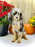 Callie, a female Poodle - Miniature  for sale in Merritt, MI – Photo 4 of 4