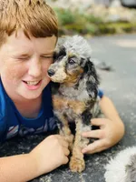 Callie, a female Poodle - Miniature  for sale in Merritt, MI – Photo 3 of 4