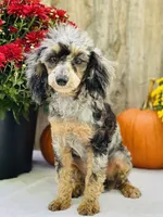 Callie, a female Poodle - Miniature  for sale in Merritt, MI – Photo 2 of 4