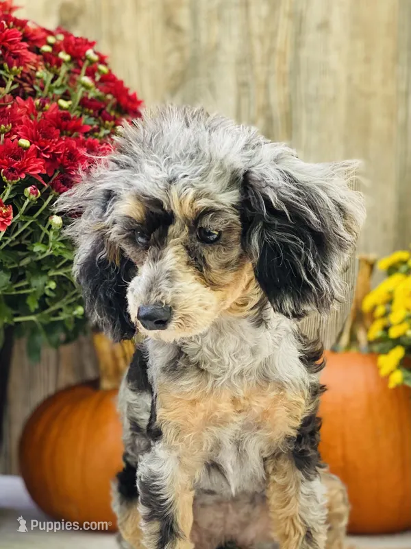 Callie, a female Poodle - Miniature  for sale in Merritt, MI – Photo 1 of 4
