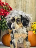 Callie, a female Poodle - Miniature  for sale in Merritt, MI – Photo 1 of 4