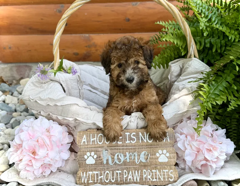 Phoebe – Whoodle puppy for sale in Merritt, MI