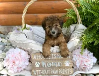 Phoebe, a female Whoodle for sale in Merritt, MI – 1 of 7