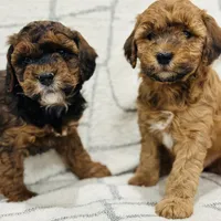 Pudding- mini, a female Whoodle for sale in Merritt, MI – Photo 3 of 3